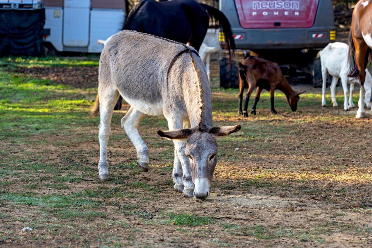 Agriturismo Cascina Trevo สโปตัวร์โน ภายนอก รูปภาพ